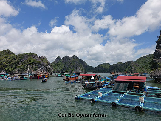 10-cat-ba-oyster-farms.jpg