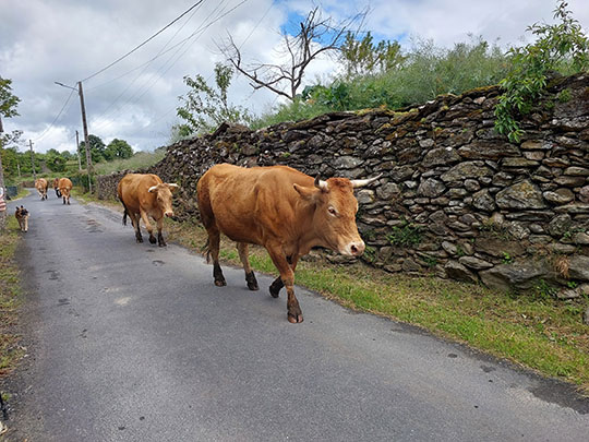 3-walking-the-camino-de-santiago-from-sarria-day1.jpg